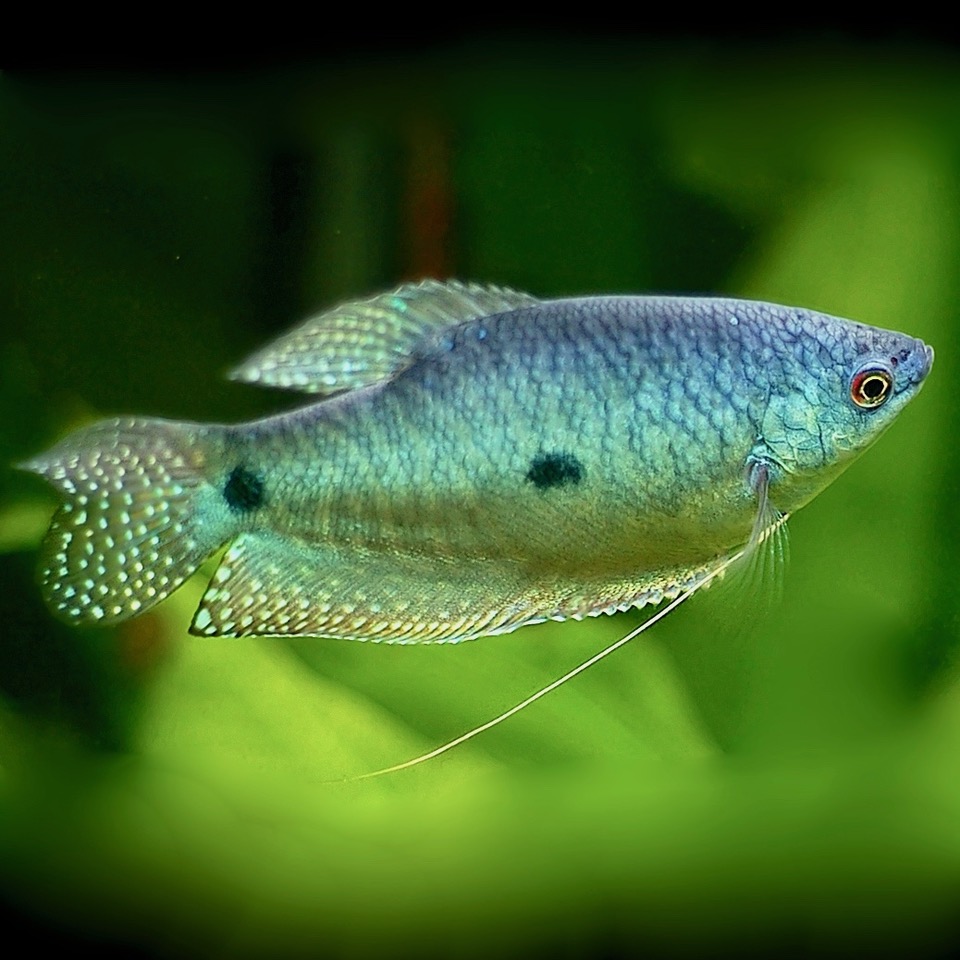 Trich.trichopterus   Blauwe spat L